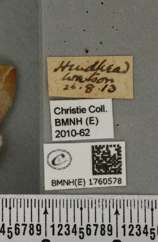 Eulithis testata (Linnaeus, 1761) - BMNHE_1760578_label_343298