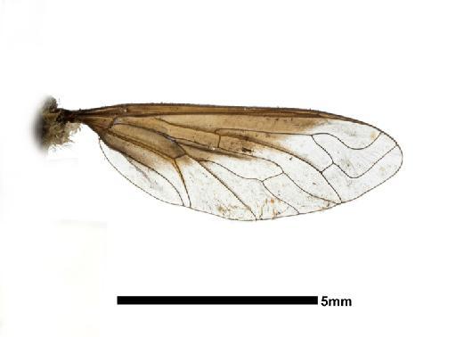 Exoprosopa angusta Bezzi, 1924 - 013660418, PARATYPE, Exoprosopa angusta Bezzi WING