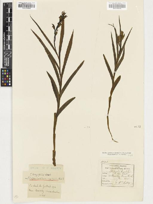 Cephalanthera longifolia (L.) Fritsch - BM000955040