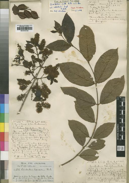 Combretum molle R.Br. ex G.Don - BM000902088
