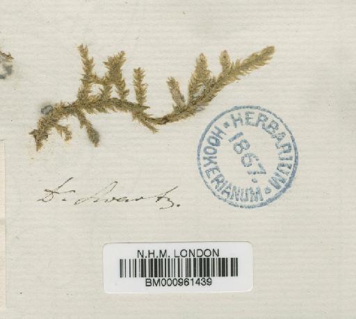 Entodon macropodus (Hedw.) Müll.Hal. - BM000961439