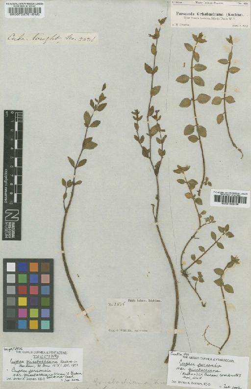 Cuphea parsonsia var. grisebachiana (Koehne) S.A.Graham - BM001008139
