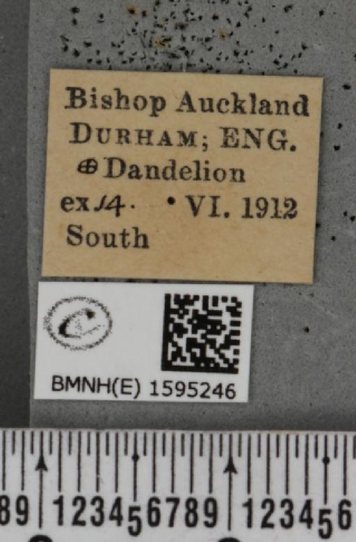 Idaea seriata (Schrank, 1802) - BMNHE_1595246_label_262580