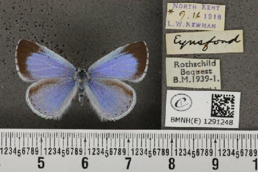 Celastrina argiolus britanna (Verity, 1919) - BMNHE_1291248_128686