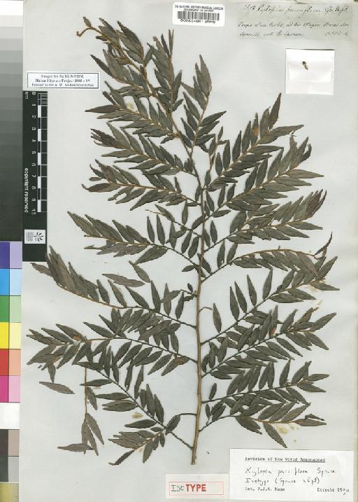 Xylopia parviflora Spruce - Spruce - BM000554091