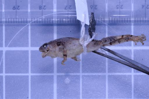 Nanohyla annamensis - 1947.2.11.62_Image005
