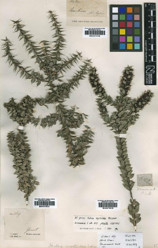 Hakea myrtoides Meisn. - BM000798215 (2)