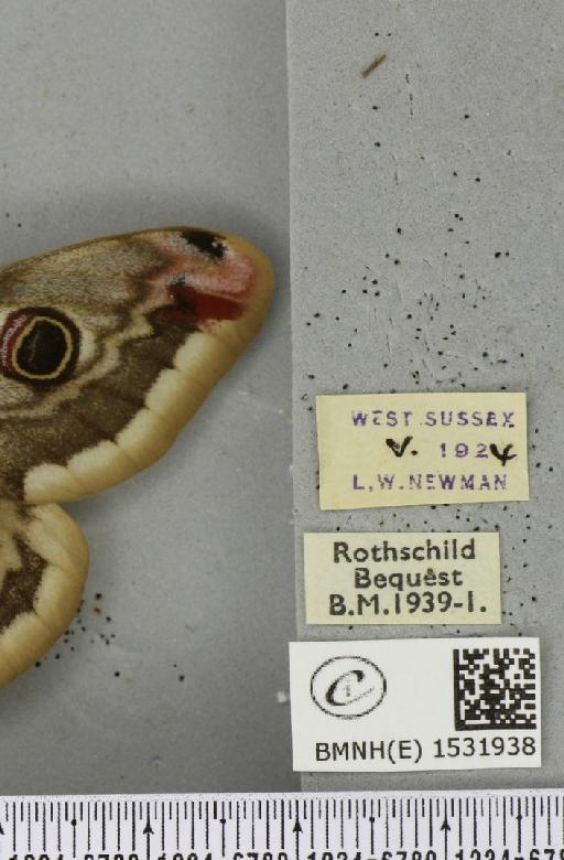 Saturnia pavonia ab. deflexa Schultz, 1909 - BMNHE_1531938_label_203928