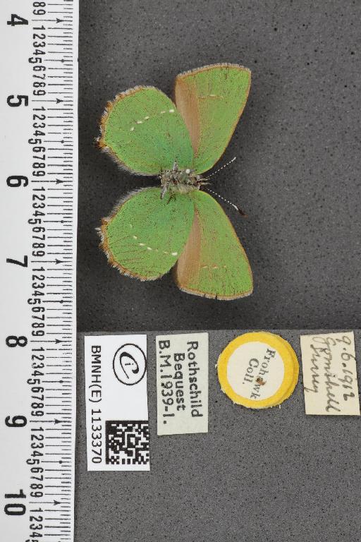 Callophrys rubi ab. inferopunctata Tutt, 1907 - BMNHE_1133370_97452