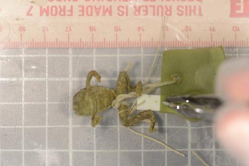 Hyperolius steindachneri pardalis Laurent, 1947 - Image of specimen 1947.2.26.18