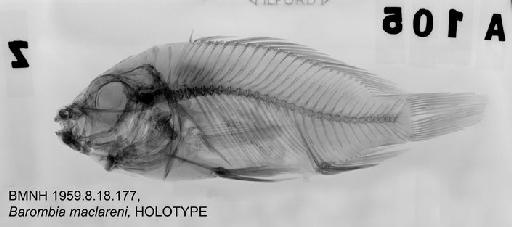 Barombia maclareni Trewavas, 1962 - BMNH 1959.8.18.177, HOLOTYPE, Barombia maclareni Radiograph