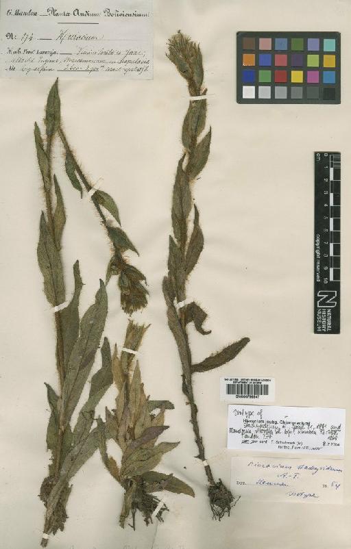 Hieracium stachyoideum -Touv - BM000799947