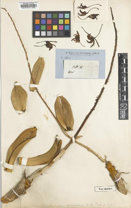 Dendrobium speciosum Sm. - BM000505803