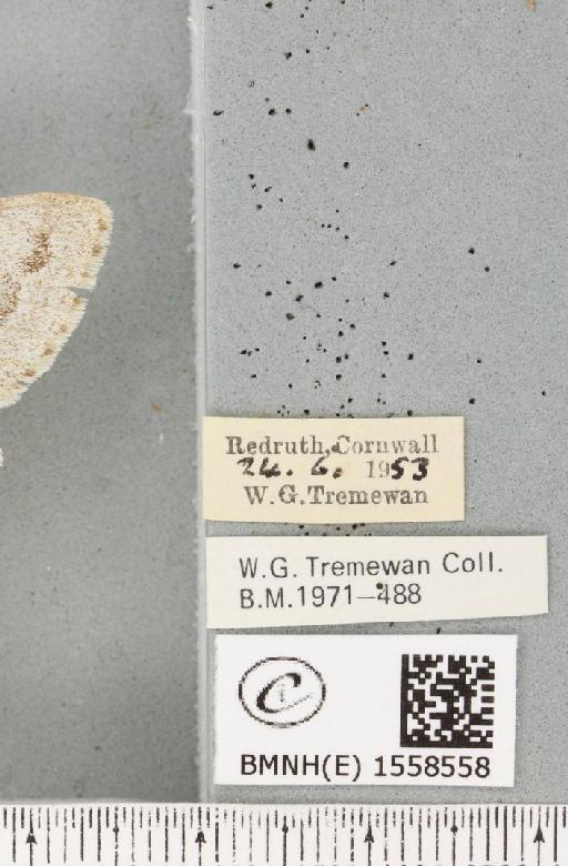 Calliteara pudibunda (Linnaeus, 1758) - BMNHE_1558558_label_255368