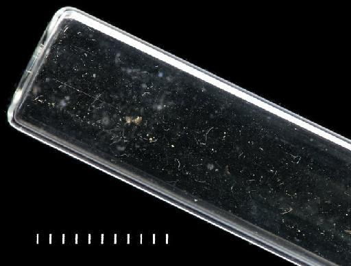 Neodexiospira tambalagamensis Pillai, 1970 - Polychaeta type specimen; BMNH 1968.164