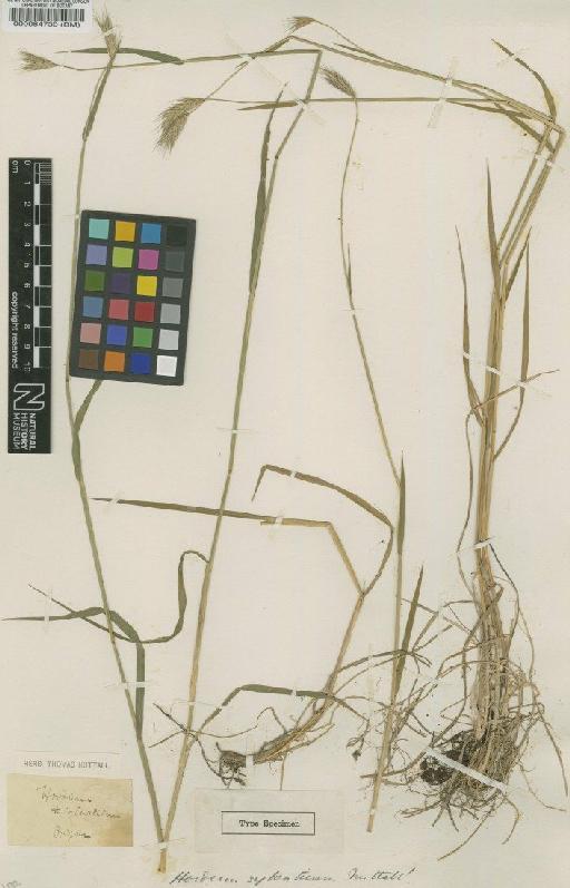 Hordeum brachyantherum Nevski - BM000084730