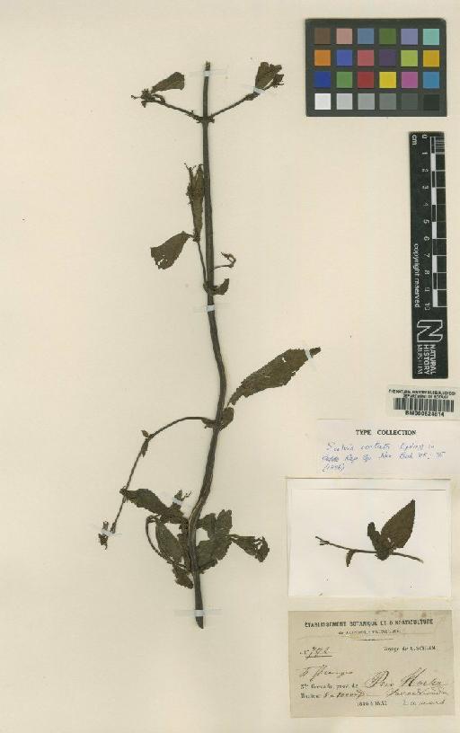 Salvia costata Epling - BM000624814