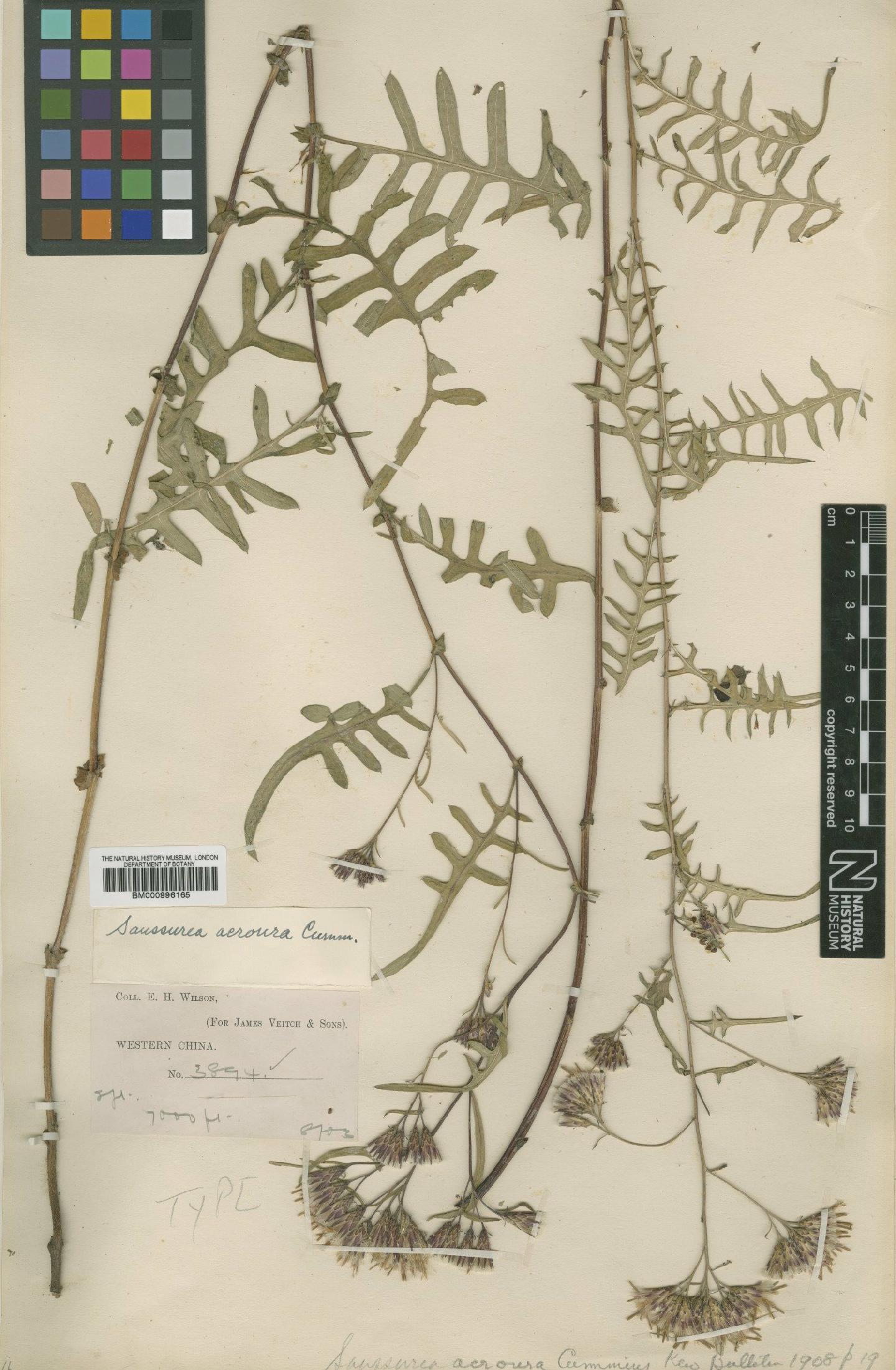 To NHMUK collection (Saussurea acroura Cummins; Type; NHMUK:ecatalogue:479641)