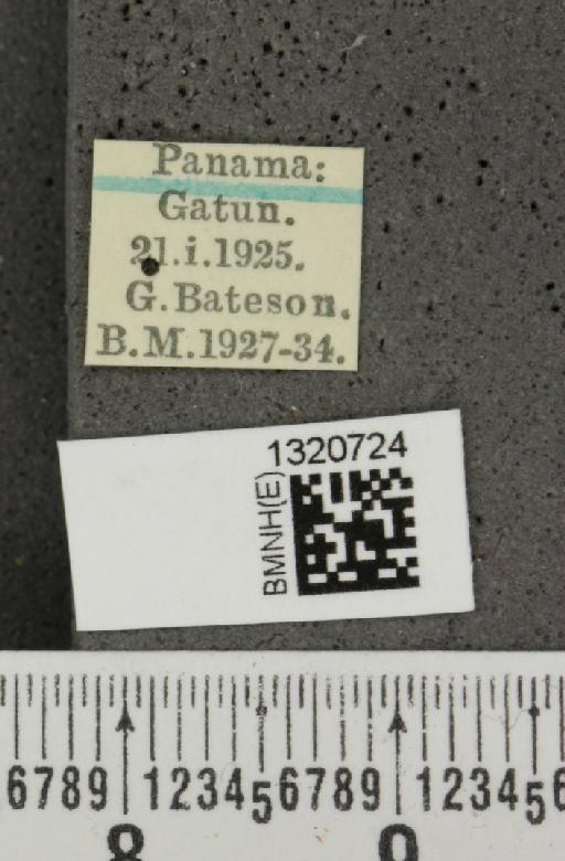 Acalymma cornutum (Baly, 1886) - BMNHE_1320724_label_21343