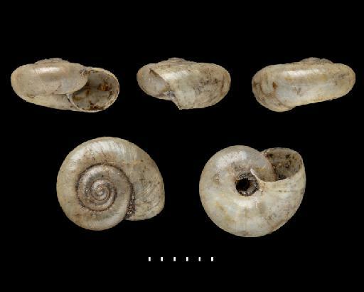 Helix insignis A.D.Orb., 1835 - 1854.12.4.73, SYNTYPE, Helix insignis A.D.Orb., 1835