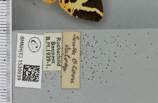 Euplagia quadripunctaria (Poda, 1761) - BMNHE_1530039_label_208926