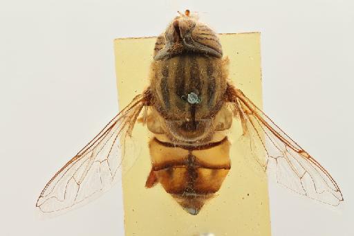 Eristalinus (Eristalodes) barclayi (Bezzi, 1915) - Eristalinus barclayi STM dorsal