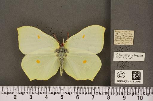 Gonepteryx rhamni rhamni Linnaeus, 1758 - BMNHE_1111496_64643