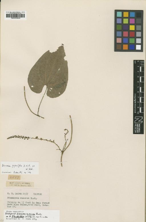 Dioscorea glandulosa (Griseb.) Klotzsch ex Kunth - BM000938005