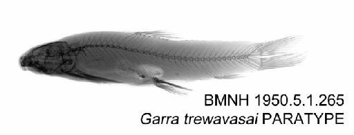 Garra trewavasai Monod, 1950 - BMNH 1950.5.1.265 - Garra trewavasai PARATYPE Radiograph