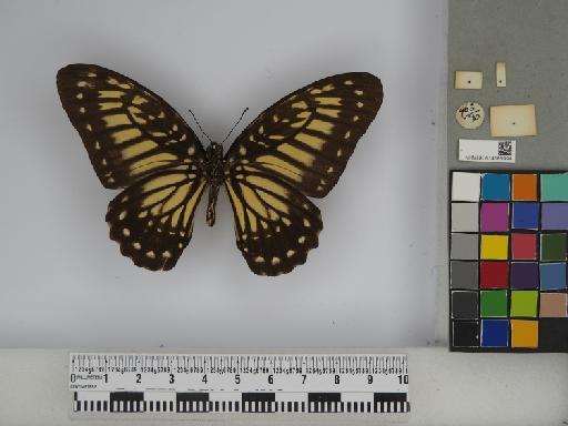 Graphium (Pathysa) deucalion (Boisduval, 1836) - 014185994 Graphium deucalion