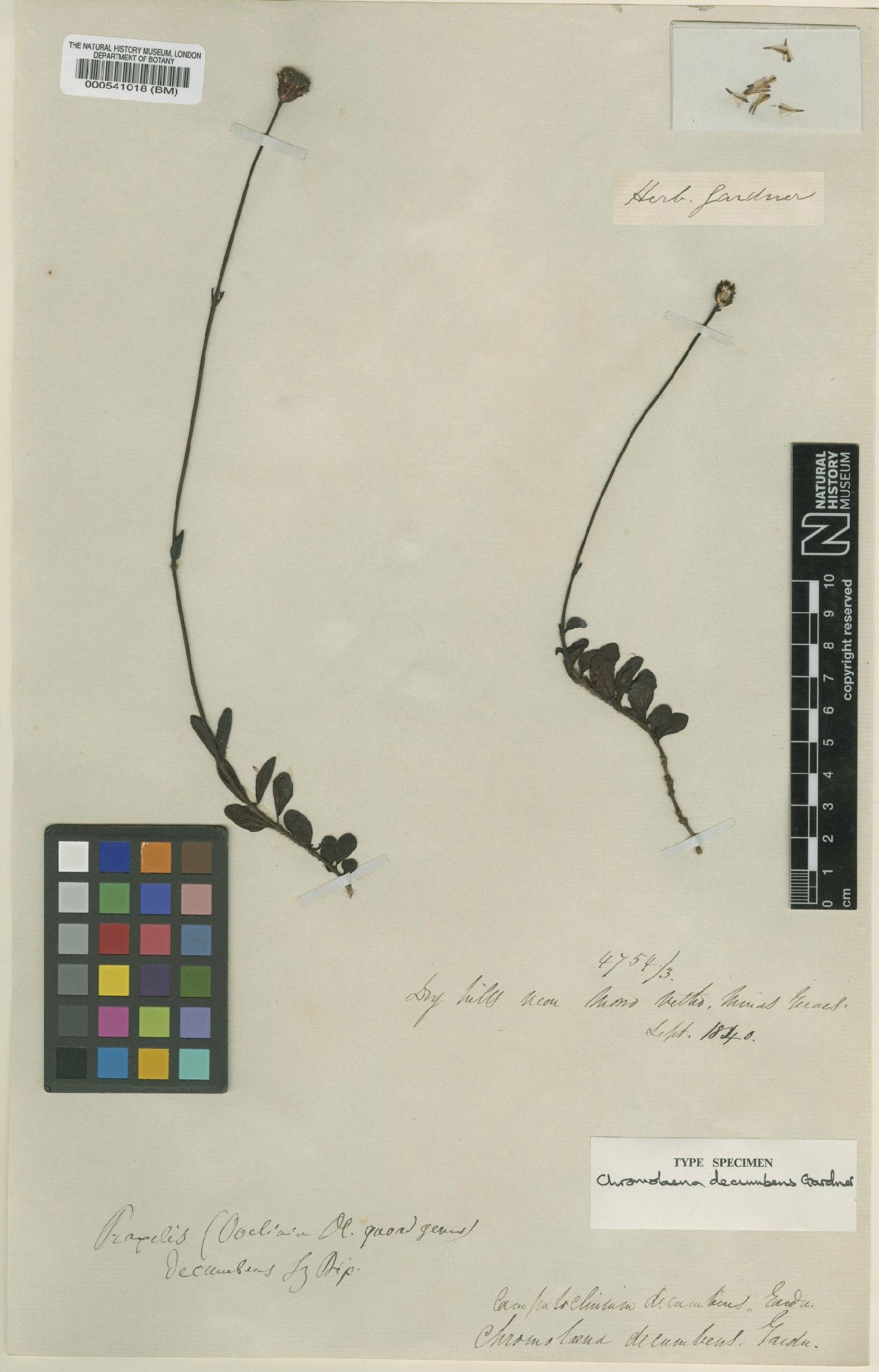 To NHMUK collection (Chromolaena decumbens Gardner; Type; NHMUK:ecatalogue:4977548)