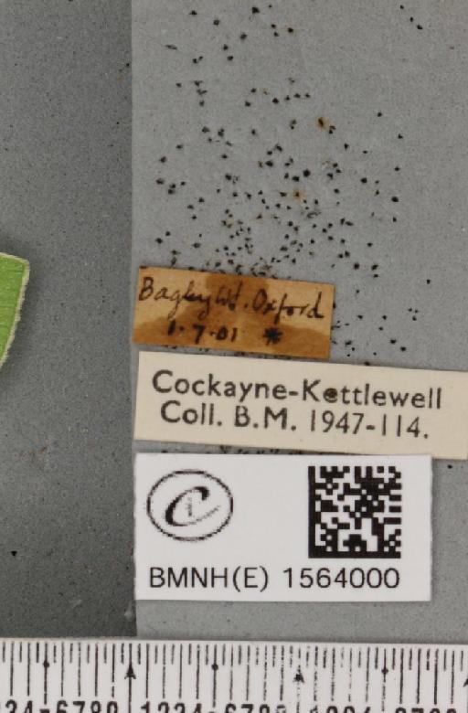 Bena bicolorana (Fuessly, 1775) - BMNHE_1564000_label_293169