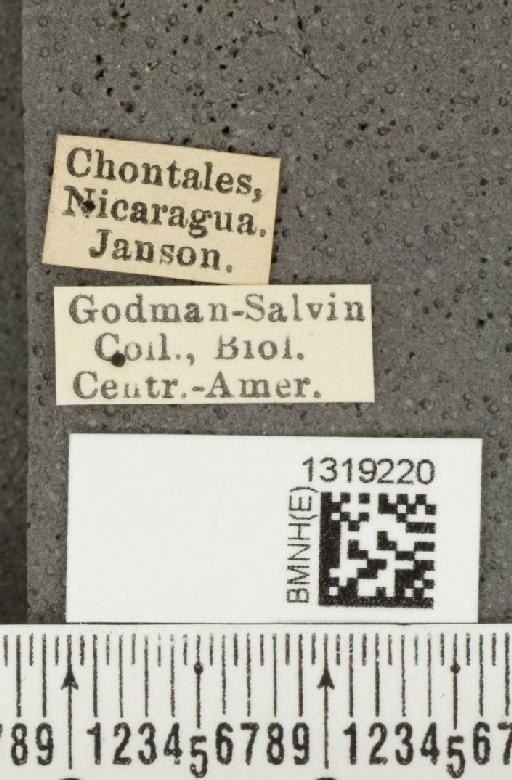 Diabrotica pulchella (Jacquelin du Val, 1857) - BMNHE_1319220_label_20325