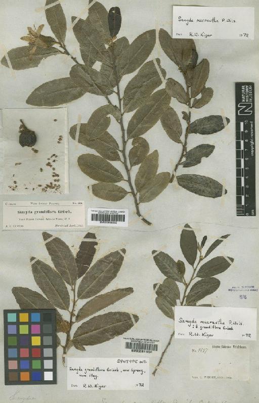 Samyda macrantha Wils - BM000611064