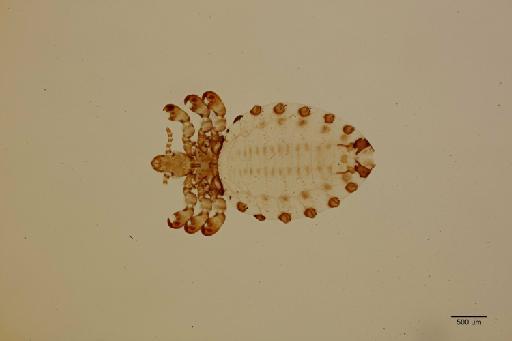 Haematopinus eurysternus Nitzsch, 1818 - 010698519_specimen