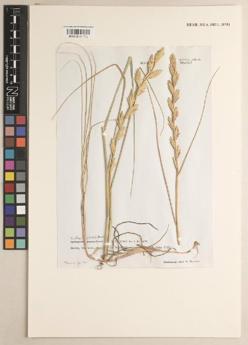 Elymus junceiformis (Á.Löve & D.Löve) Hand & Buttler - 015141772