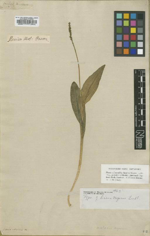 Malaxis myurus (Lindl.) Kuntze - BM000077372