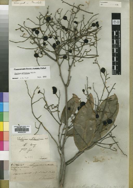 Dialium guianense (Aubl.) Sandwith - BM000842354