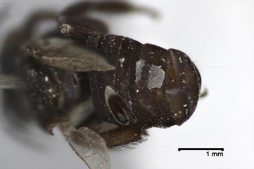 Scaptotrigona tubiba (Smith, F., 1863) - Trigona_tubiba-BMNH(E)970285-abdomen-2,5x