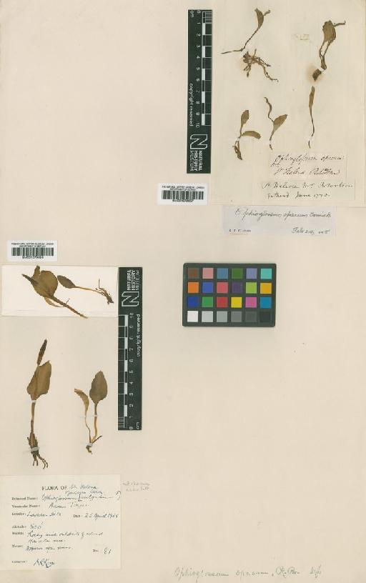 Ophioglossum opacum R.Br. ex Carmich. - BM001079657