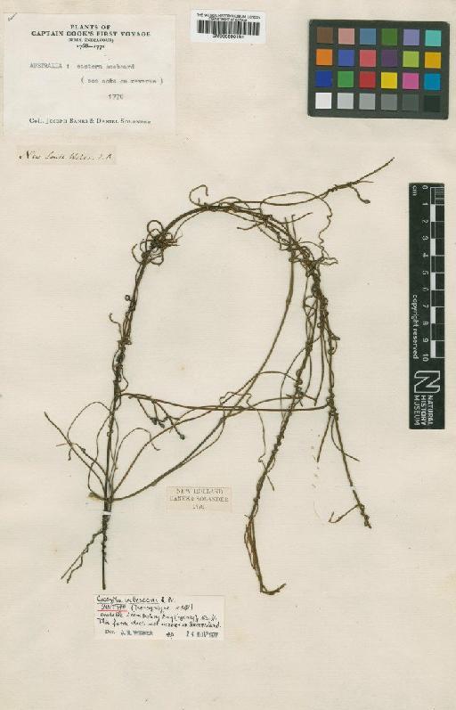 Cassytha pubescens R.Br. - BM000990181