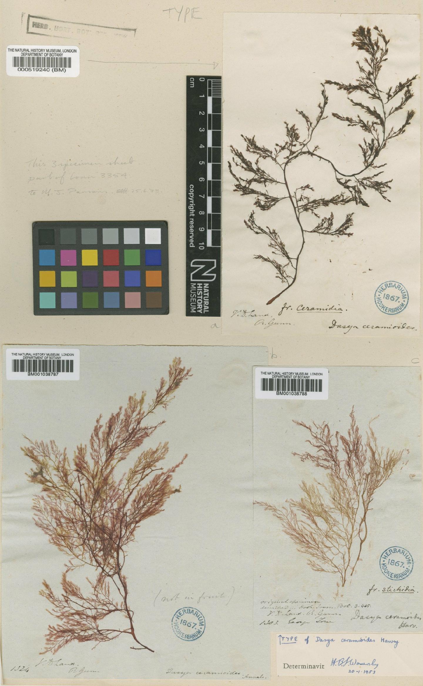 To NHMUK collection (Dasya ceramioides Harv.; NHMUK:ecatalogue:4781622)