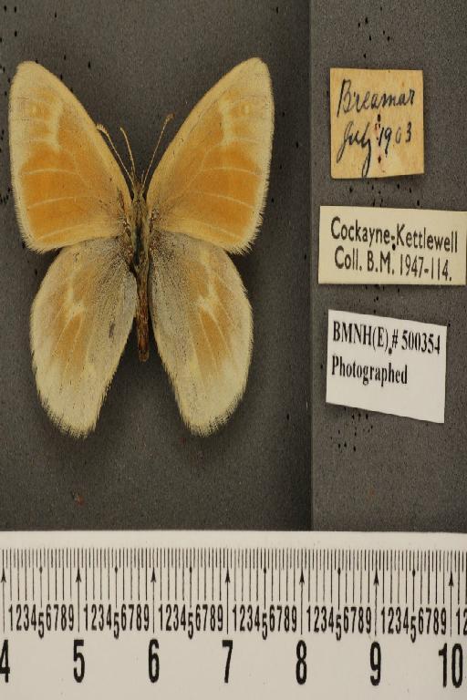 Coenonympha tullia scotica ab. pallida Osthelder, 1926 - BMNHE_500354_7170