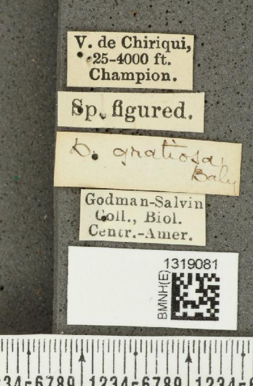 Diabrotica gratiosa Baly, 1886 - BMNHE_1319081_label_17796