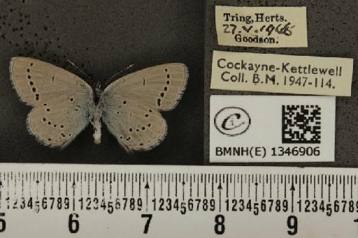 Cupido minimus ab. magnipuncta Tutt, 1908 - BMNHE_1346906_150608