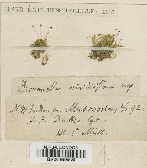 Dicranella viridissima Müll.Hal. - BM000965624