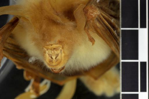 Hipposideros calcaratus - 1877_7_18_13-Phyllorhina_calcarata-Type-Noseleaf-dorsal