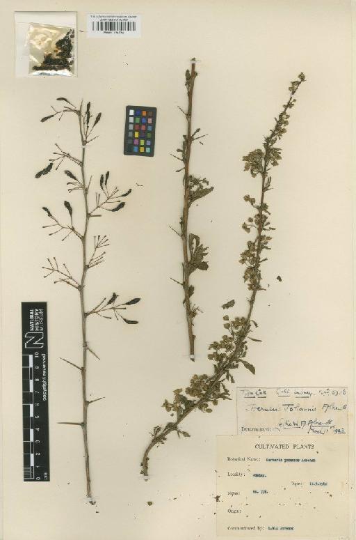 Berberis johannis Ahrendt - BM001134234