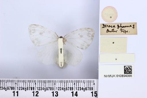 Deroca phasma Butler, 1878 - NHMUK010894355_D_phasma_T_ventral_and_labels