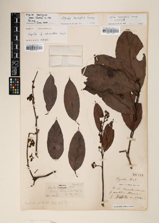 Erycibe laurifolia D.G.Long - 001014548
